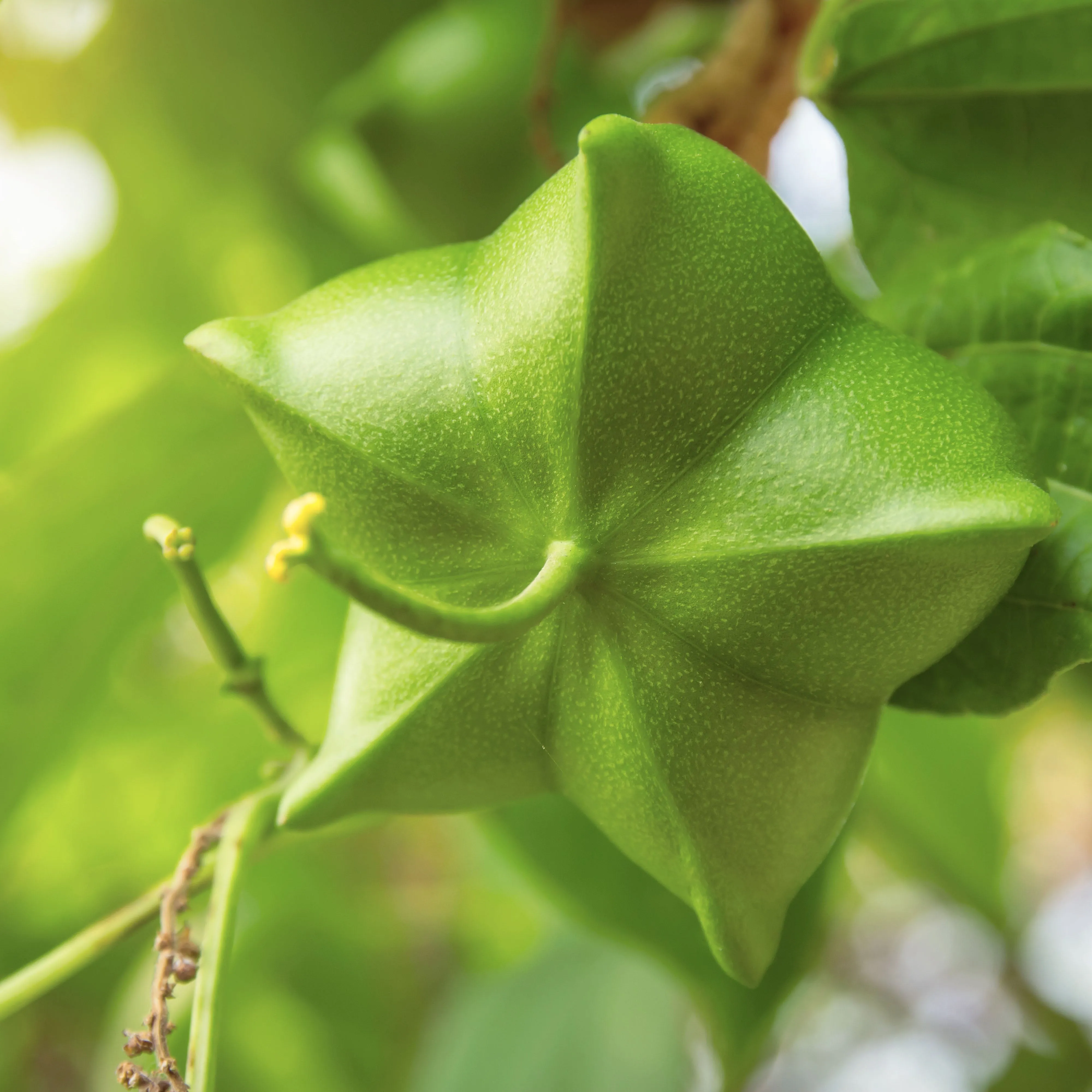 Inca Inchi® Organic Active Oil