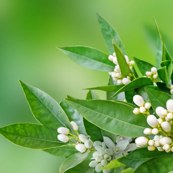 Neroli Hydrosol